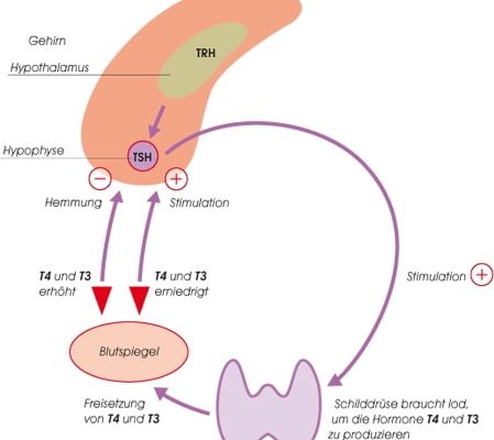 Schema Regelkreis Schilddrüsenhormone